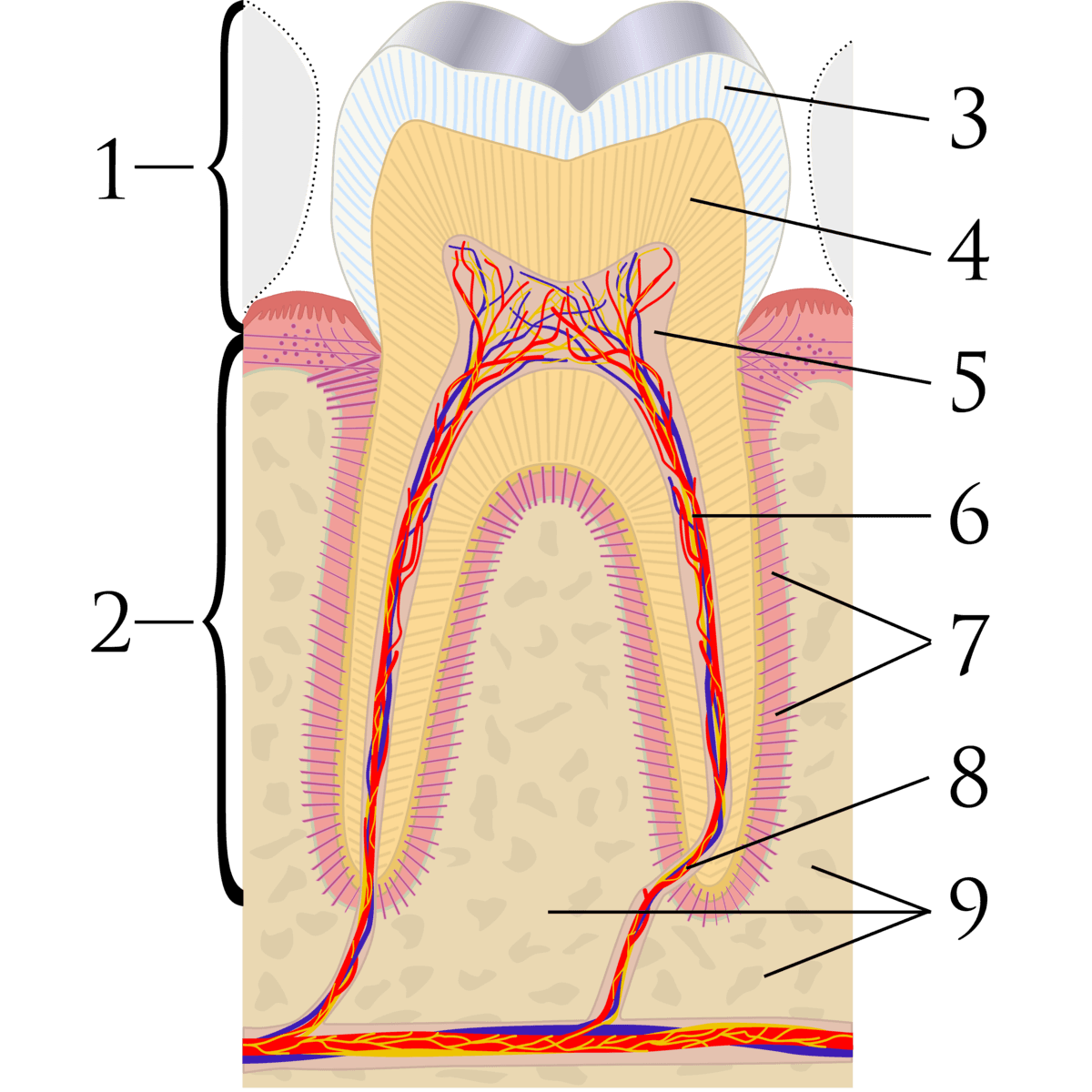 Coupe sagittale d'une dent molaire montrant les structures anatomiques